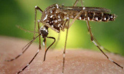Новый метод позволит контролировать комаров-переносчиков вируса Зика