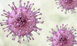 Ученые продвинулись в создании средства борьбы с цитомегаловирусом
