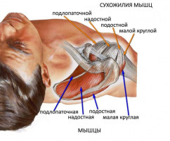 Строение и патология ротаторной манжеты плечевого сустава