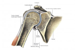 Строение плечевого сустава человека