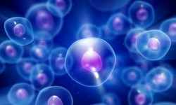 Ученые нашли «выключатель» роста раковых клеток