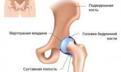 Анатомия тазобедренного сустава человека