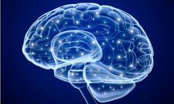 Фруктоза препятствует восстановлению мозга после травмы