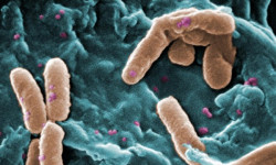 Ученые нашли средство борьбы с курением в бактерии
