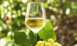 Белое вино увеличивает риск развития рака кожи