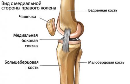 строение колена