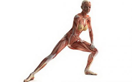 Мышцы и сухожилия