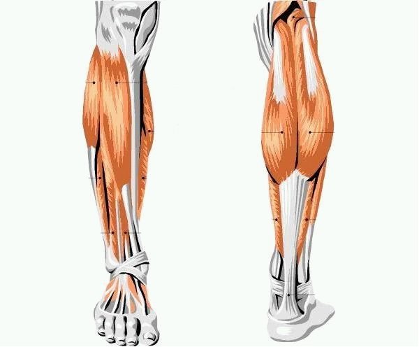Мышцы коленного и голеностопного сустава thumbnail