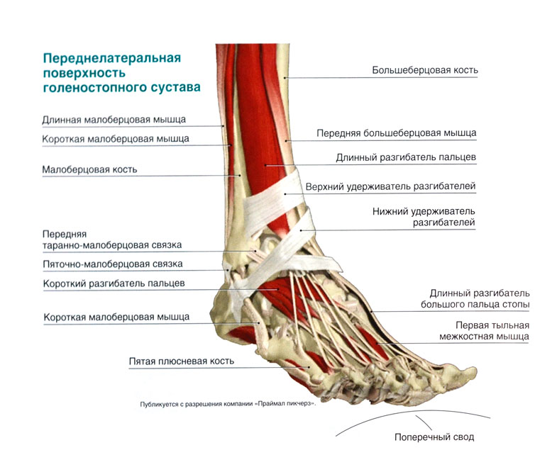 Боль в левом голеностопном суставе. Голеностопный сустав анатомия строение мышцы. Голеностопный сустав анатомия строение кости. Анатомия голеностопного сустава кости и связки. Сухожилия голеностопного сустава анатомия.