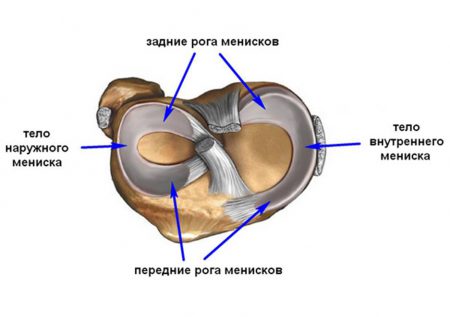 Анатомия менисков