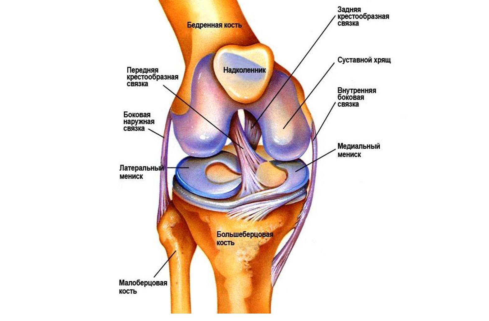 Строение колена у человека. Коленный сустав строение анатомия связки. Схема сухожилий коленного сустава. Коленный сустав анатомия человека связки сбоку. Супрапателлярная сумка коленного сустава анатомия.