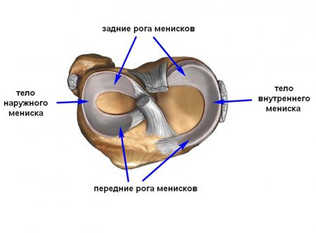 Анатомия менисков