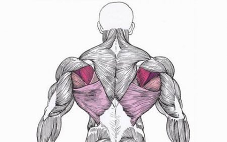 Мышцы спины