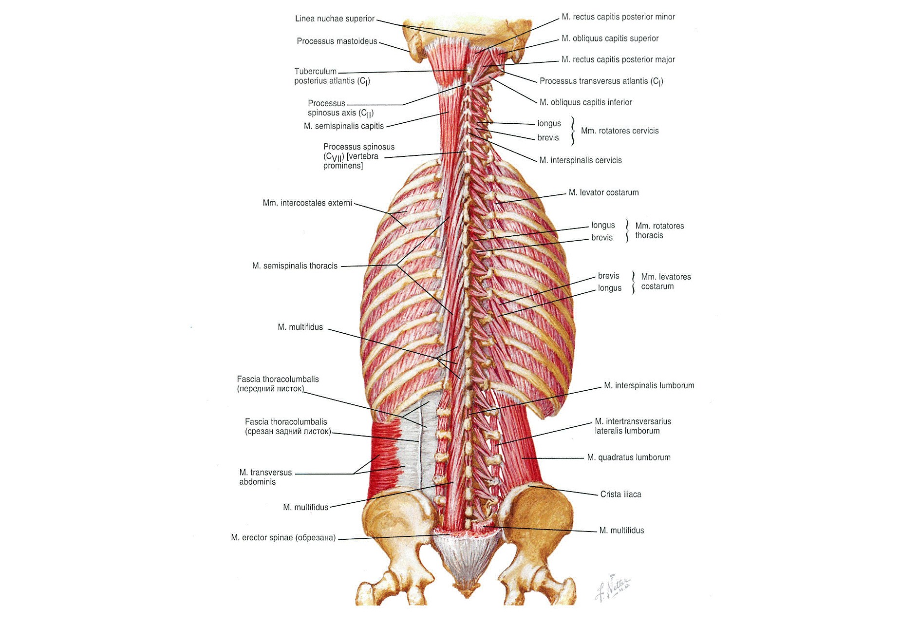 Глубокая поясница. Мышцы спины поверхностные и глубокие слои анатомия. Мышцы спины глубокий слой анатомия. Глубокие мышцы спины выпрямляющая позвоночник. Мышцы позвоночного столба анатомия.