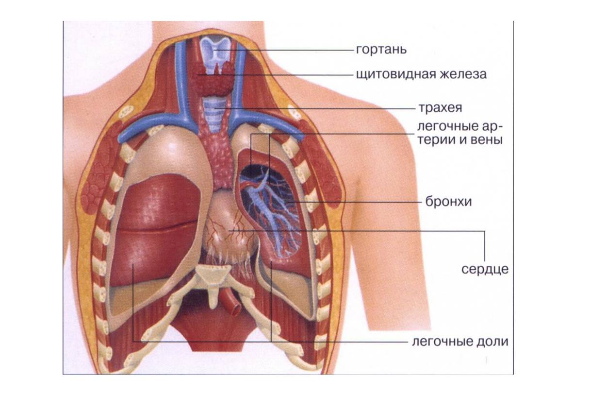 Где находятся легкие. Средостение анатомия человека. Строение грудной клетки человека внутренние органы. Бронхи и легкие расположение анатомия человека. Анатомия человека грудная клетка внутренние органы.